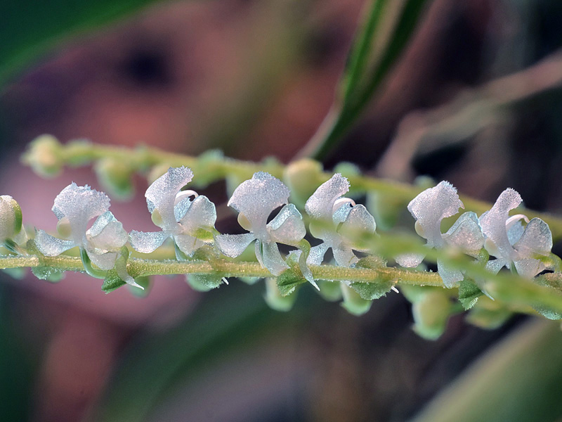 Miniatur-Orchideen Teil 5 - Seite 12 Ornith11