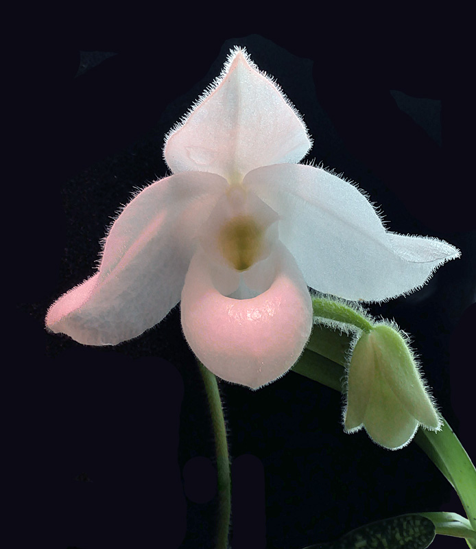 Miniatur-Orchideen Teil 5 - Seite 23 Paph_d10