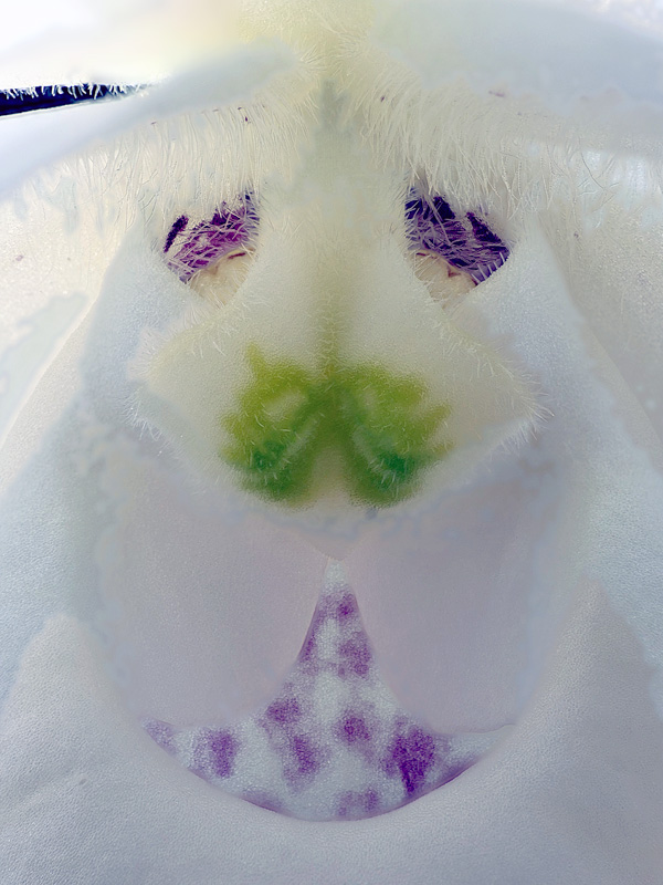 Makroaufnahmen von Miniaturorchideen Paphio13
