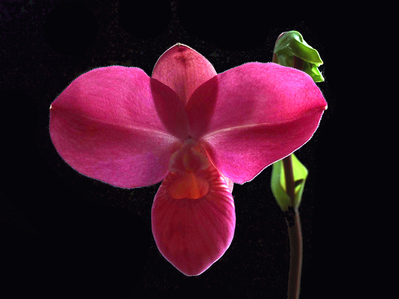 Miniatur-Orchideen Teil 5 - Seite 21 Phrag_12