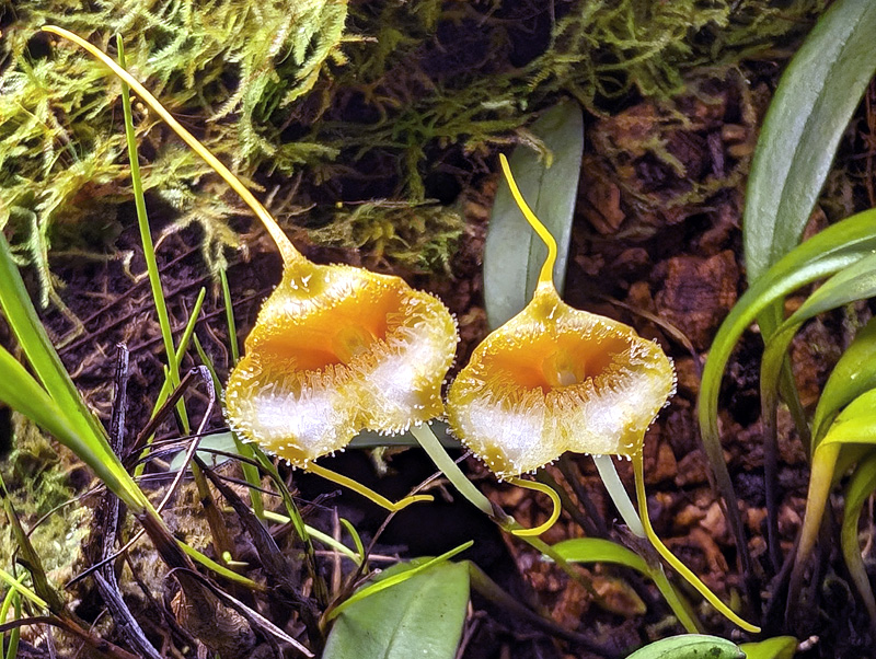 Masdevallia strobelii - Seite 2 Pxl_2036