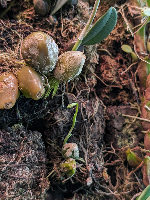 Bulbophyllum comosum Pxl_2071