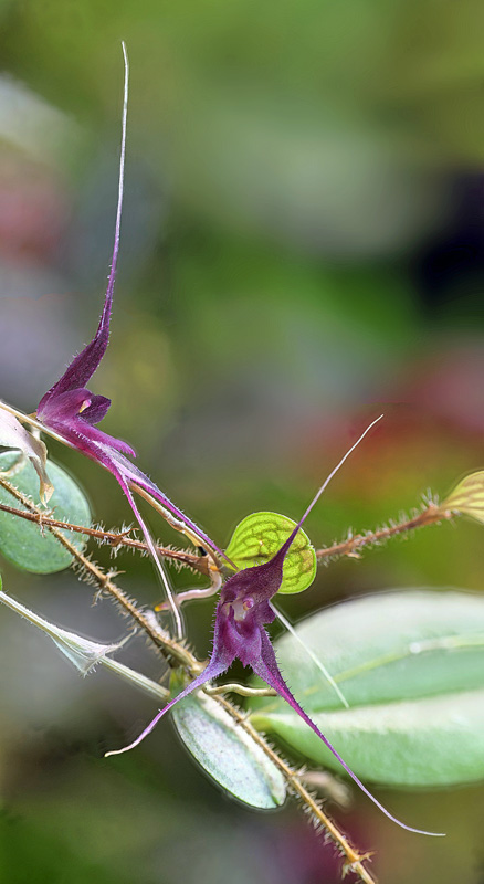 Trichosalpinx chamaelepanthes Tricho15