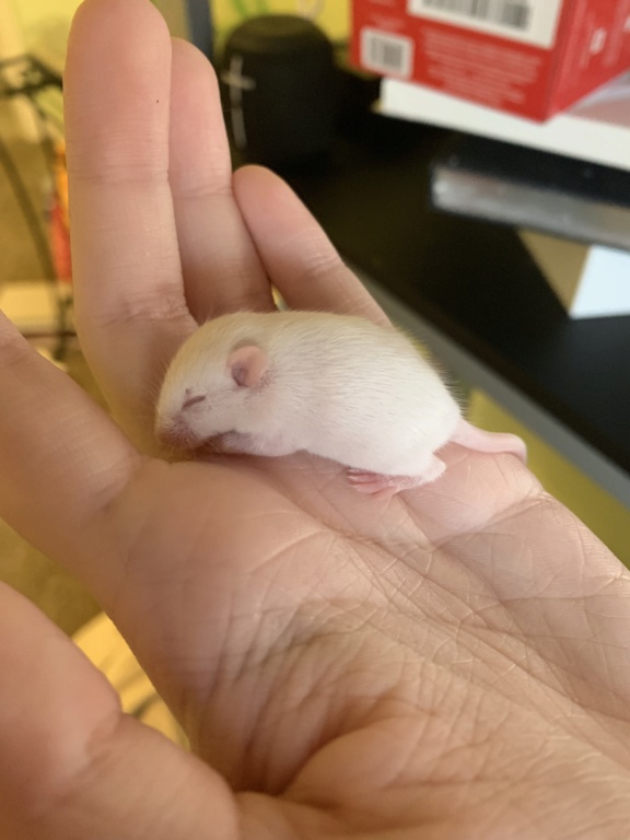 Hand raising a baby mouse (how long can he go without food??) 08b41b10