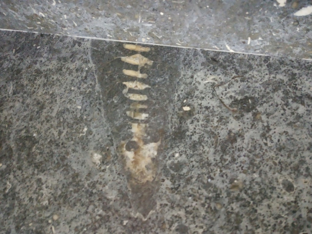 Ayuda para identificar un fósil Fosil110