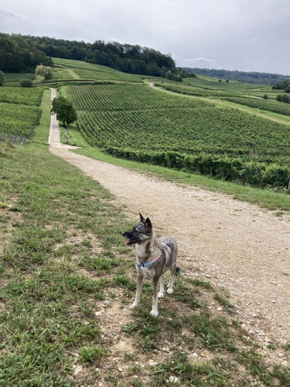 TALYAH (ex PROVENCE) - Femelle croisée de taille moyenne, née environ en juillet 2018 - REMEMBER ME LAND - ADOPTEE PAR ELSA (21) - Page 7 Img_1910