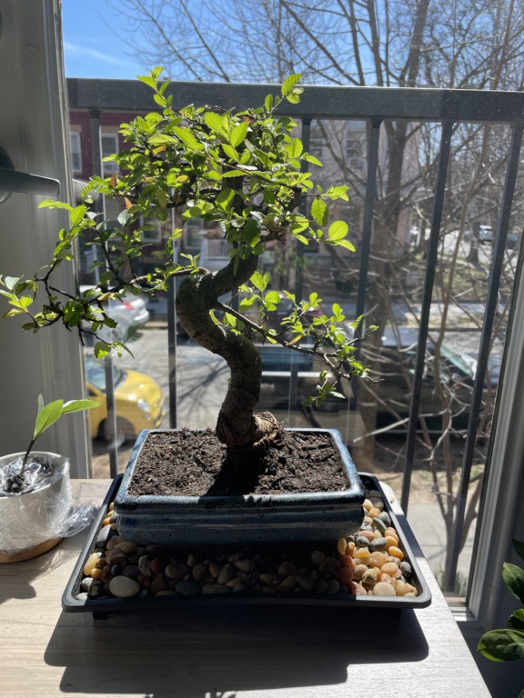 Should I repot this new Chinese elm? 5feaed10