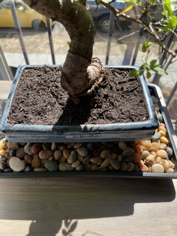 Should I repot this new Chinese elm? 9cf3bb10