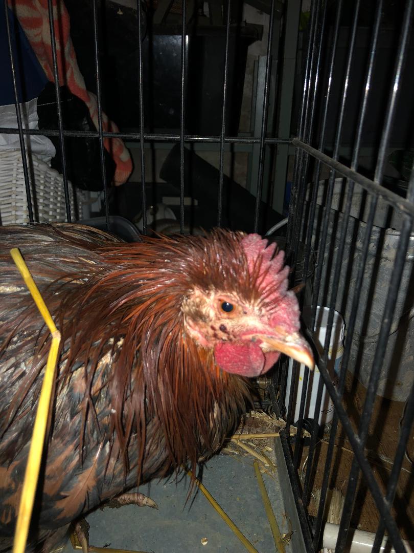 Poule morte et une autres pas en forme