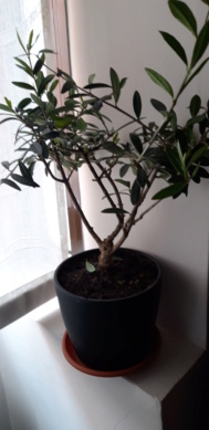 Nuevo en el mundo del bonsai. 20220421