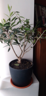Nuevo en el mundo del bonsai. 20220422