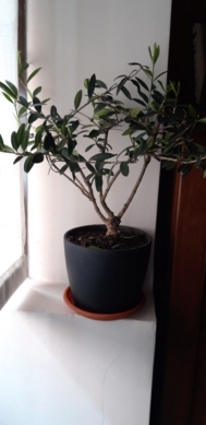 Nuevo en el mundo del bonsai. 20220423