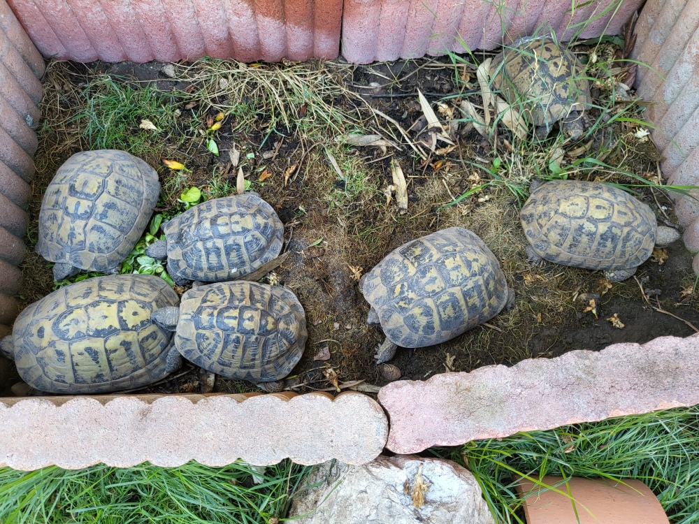 Besoin d'aide pour identification Tortue10
