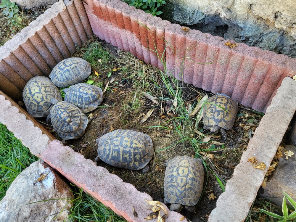 Besoin d'aide pour identification Tortue11