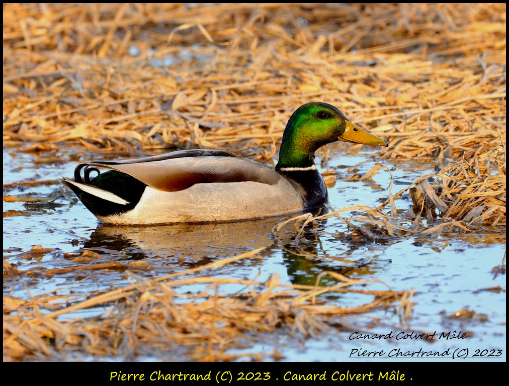 Au Ruisseau de Feu . Canard14