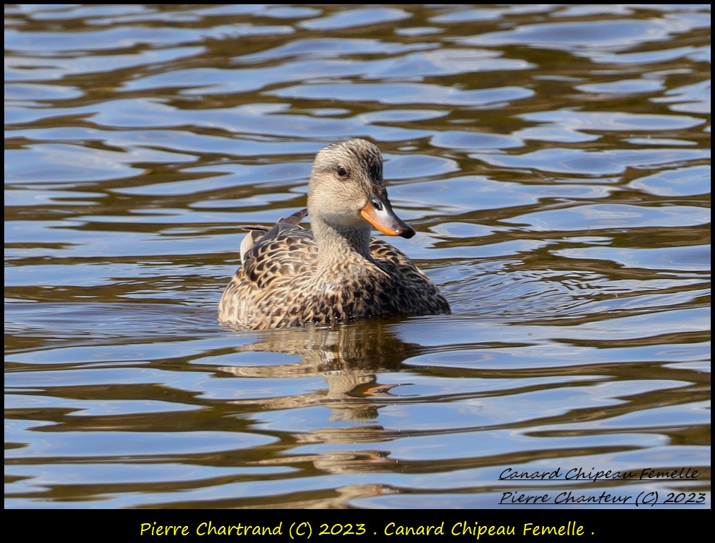 Marais Léon Provencher . Canard30