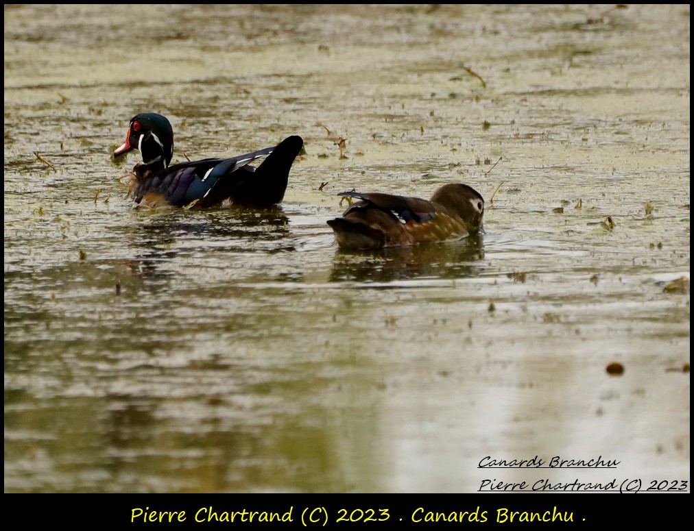 Parc de conservation du Ruisseau-de-Feu. Canard41