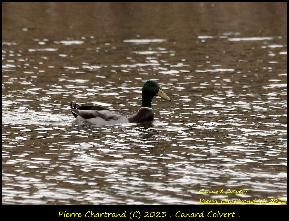 Marais Léon Provencher . Canard49