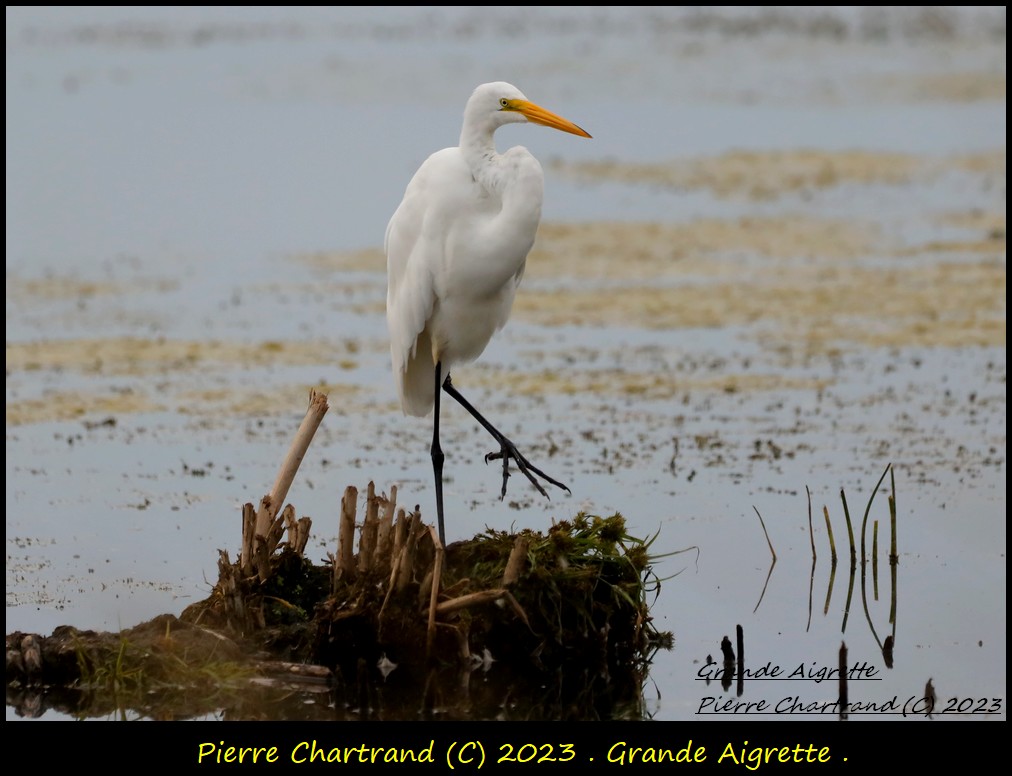 Parc de conservation du Ruisseau-de-Feu. Grande11