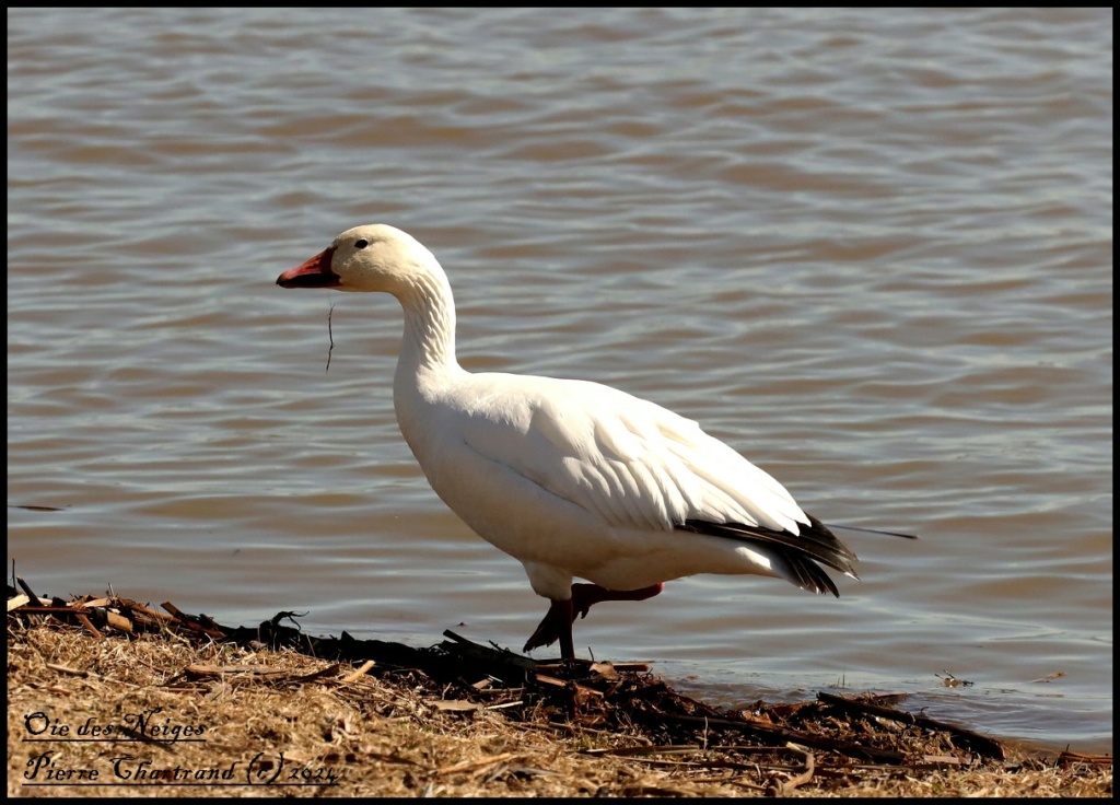 Rang du Fleuve . Oie_de10