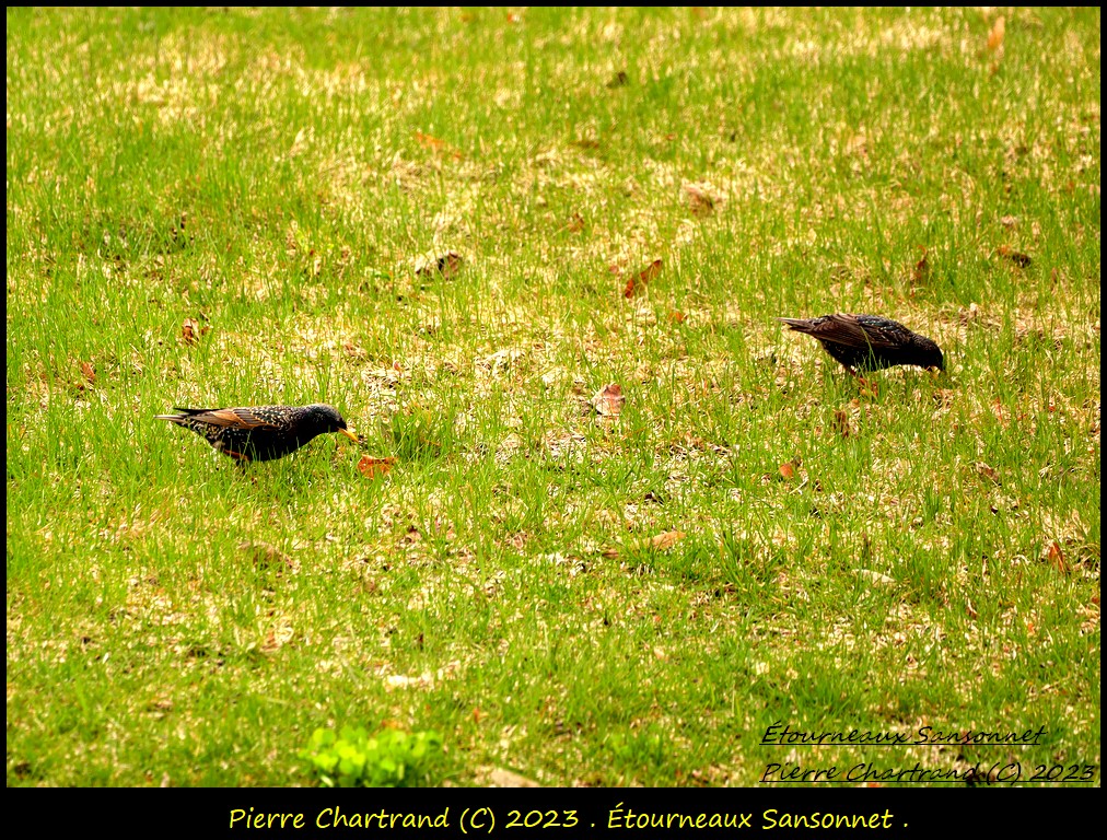 Dans le Parterre devant chez-moi .  Zotour24