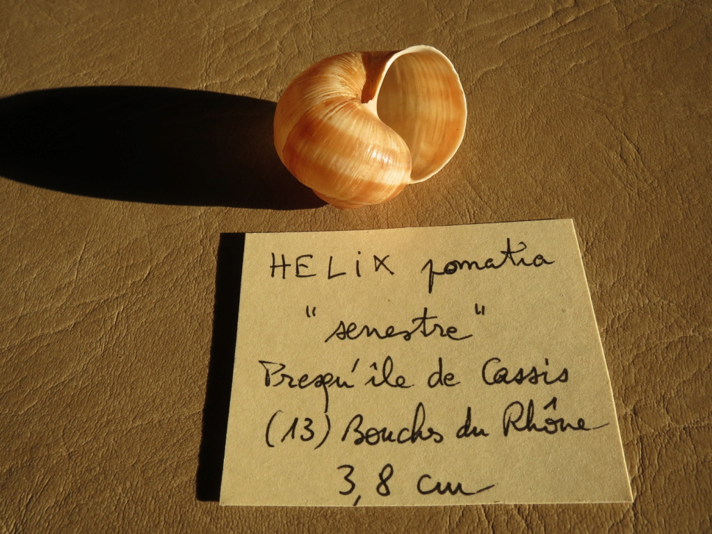 échange hélix pomatia senestre contre hélix aspersa senestre Img_6213