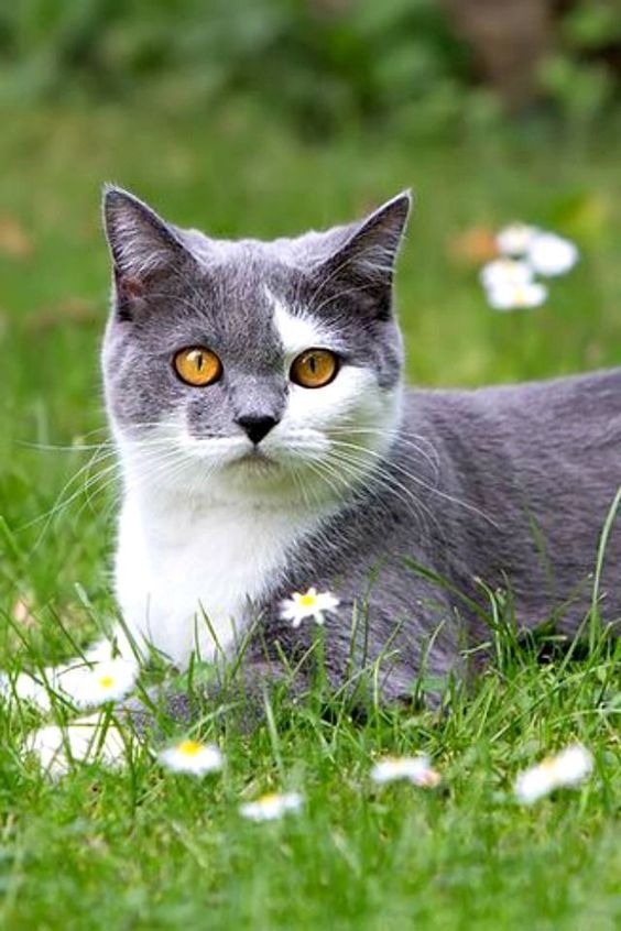 Daisykit, chonklet of WindClan Daisyf11