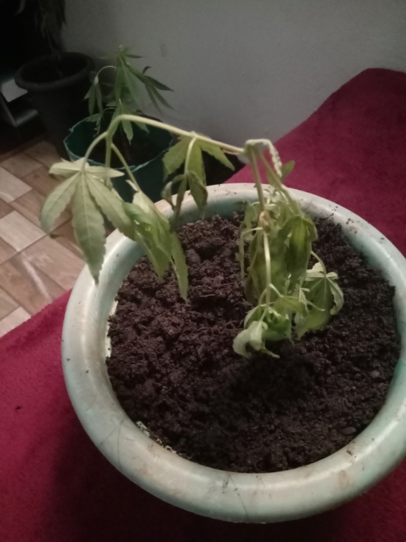 Minhas plantas murcharao SOCORRO 17045410