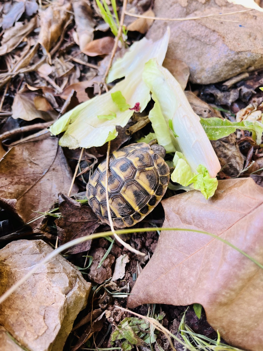 identification de nos juvéniles Sunny et Lotus Tortue11