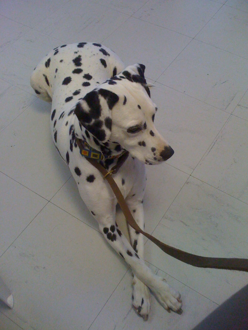 PRALINE - dalmatien F - 4 ans 1/2 - en FA (dpt 56)asso dalmasf Img_0120