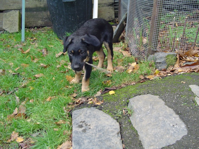 Enzo, x Beauceron/Husky à réserver (29) Chiot219