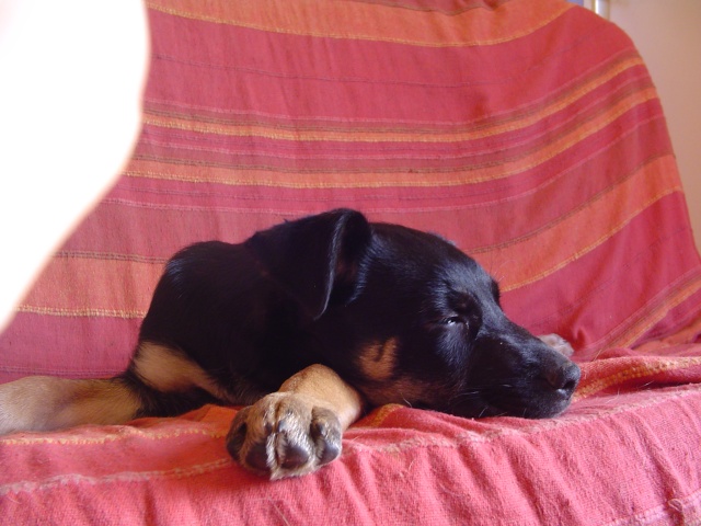 Elliot, x Beauceron/Husky à réserver (29) Chiots14