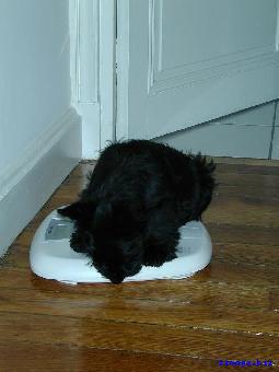 SCOTT - type scottish - mâle - noir - 2 ans - Lille (Nord) 34411s10