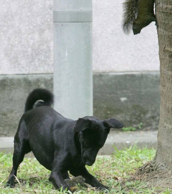 Ecureul VS chien L-ecur10