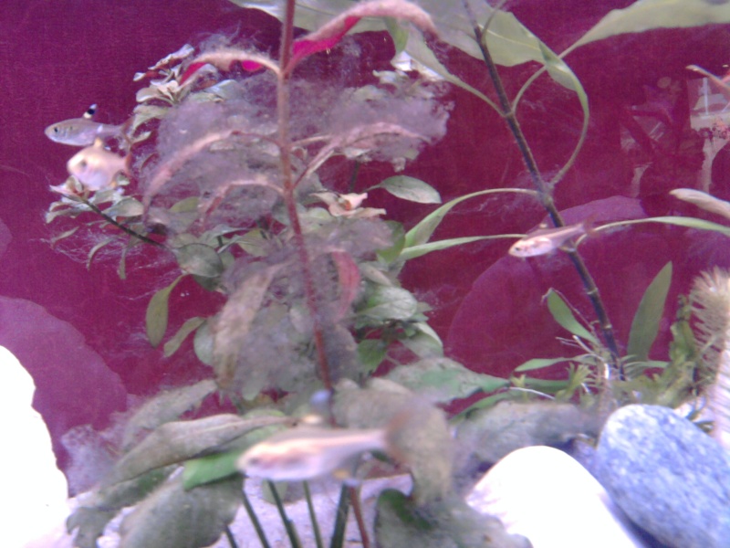 algues sur mes plantes Photo010