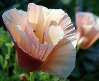 Eschscholzias de différentes couleurs Esch110